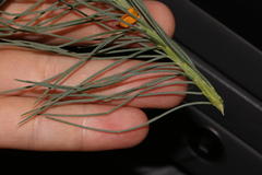 Lebeckia sepiaria