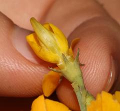 Lebeckia sepiaria