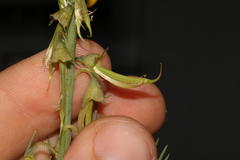 Lebeckia sepiaria
