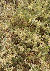 Atriplex portulacoides