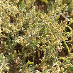Atriplex portulacoides