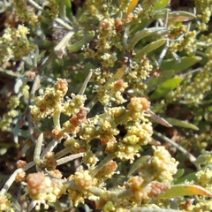 Atriplex portulacoides