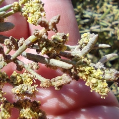 Atriplex portulacoides