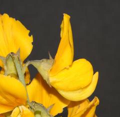 Lebeckia sepiaria