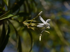 Alstonia venenata