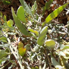 Atriplex portulacoides