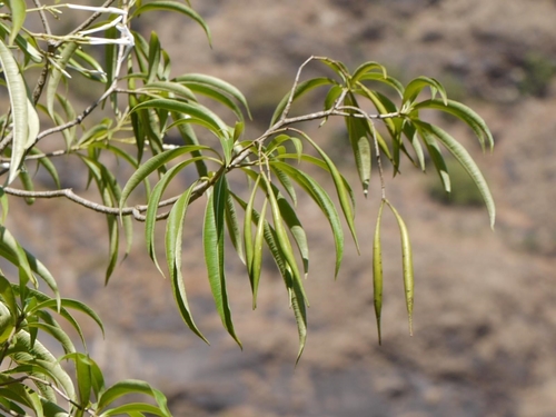 Alstonia venenata, photograph 1