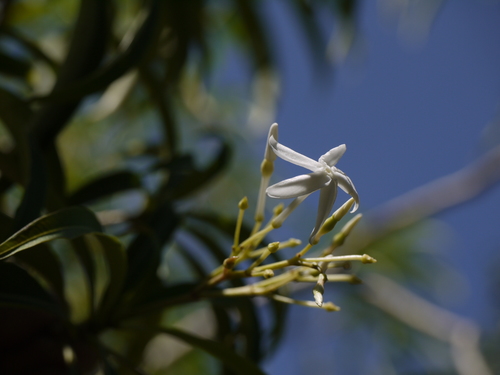 Alstonia venenata, photograph 2