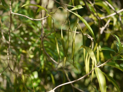 Alstonia venenata, photograph 3