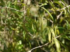 Alstonia venenata, photograph (c) Dinesh Valke, some rights reserved (CC BY-SA)