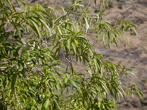 Alstonia venenata, photograph 4