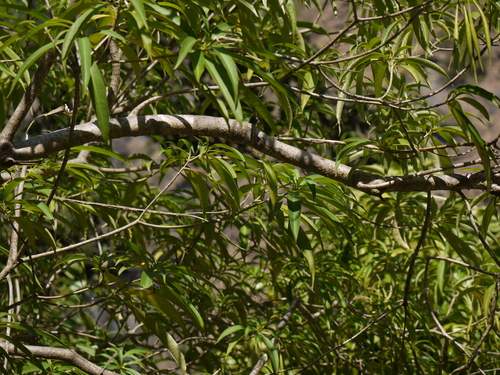 Alstonia venenata, photograph 5