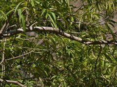 Alstonia venenata, photograph (c) Dinesh Valke, some rights reserved (CC BY-SA)
