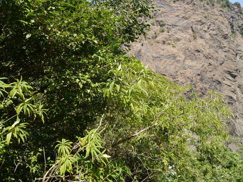 Alstonia venenata, photograph 6
