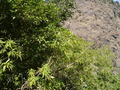 Alstonia venenata, photograph (c) Dinesh Valke, some rights reserved (CC BY-SA)