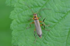 Metacantharis discoidea