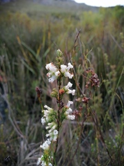 Erica denticulata