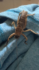 Nesoecia nigrispina