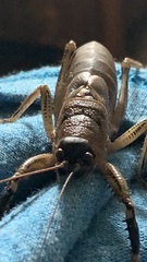 Nesoecia nigrispina