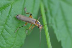 Metacantharis discoidea