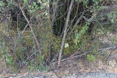 Aspalathus divaricata divaricata