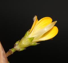 Aspalathus divaricata divaricata