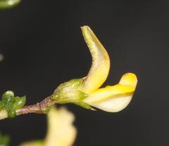 Aspalathus divaricata divaricata