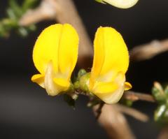 Aspalathus divaricata divaricata