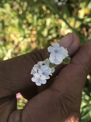 Plagiobothrys canescens