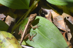 Anolis sericeus