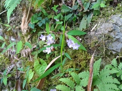 Staurogyne concinnula