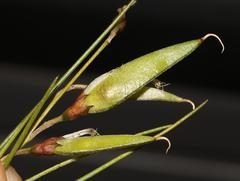 Aspalathus pendula