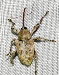 Curculio caryae