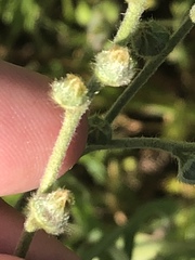 Plagiobothrys canescens