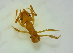 Cyphomyrmex