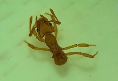 Cyphomyrmex