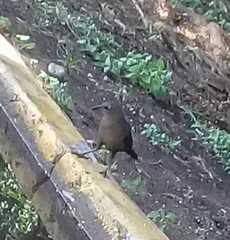 Quiscalus mexicanus