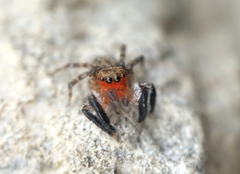 Euophrys rufibarbis