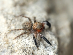 Euophrys rufibarbis