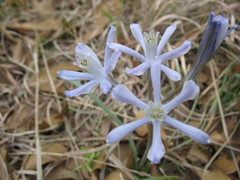 Androstephium coeruleum