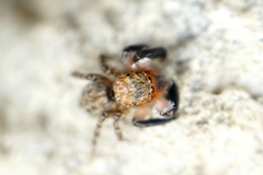 Euophrys rufibarbis