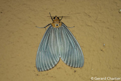 Neochera dominia