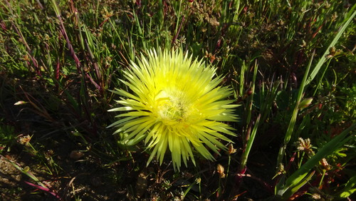 Image of Carpanthea pomeridiana by (c) Paul Emms, some rights reserved (CC BY-SA)