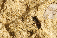 Arachnospila