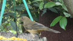 Turdus grayi