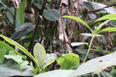 Adelpha leucophthalma