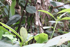 Adelpha leucophthalma