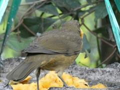 Turdus grayi