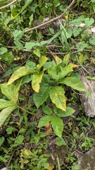 Xanthosoma wendlandii