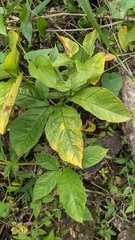 Xanthosoma wendlandii